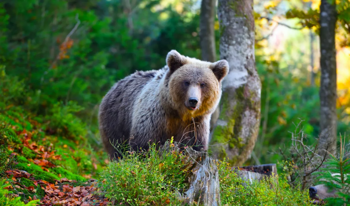 Bréking! Medvét láttak a Normafánál! 