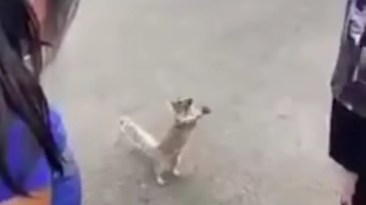 Imádkozott a mókus az emberekhez, adjanak neki inni - Videó