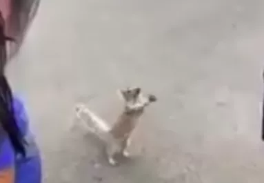 Imádkozott a mókus az emberekhez, adjanak neki inni - Videó