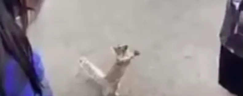 Imádkozott a mókus az emberekhez, adjanak neki inni - Videó