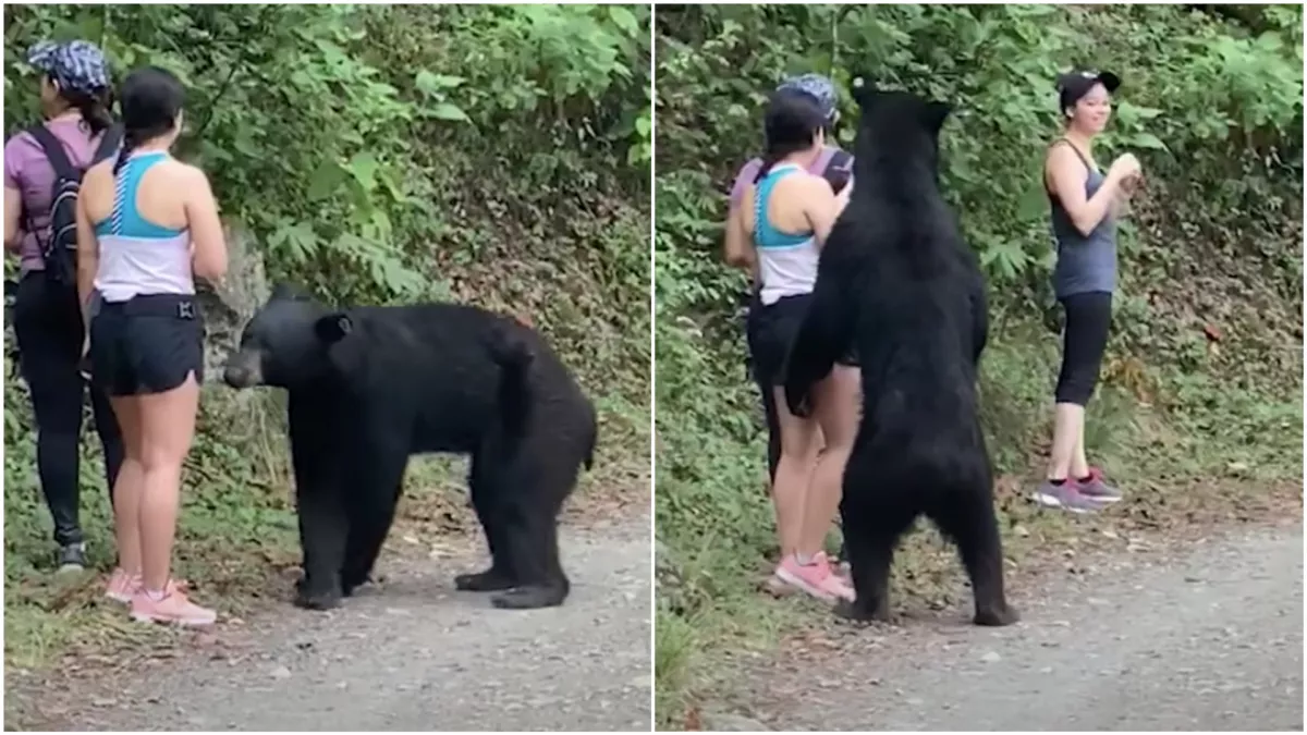Meredten várták a túrázó lányok, mit csinál velük a medve - szelfizett! - Videó