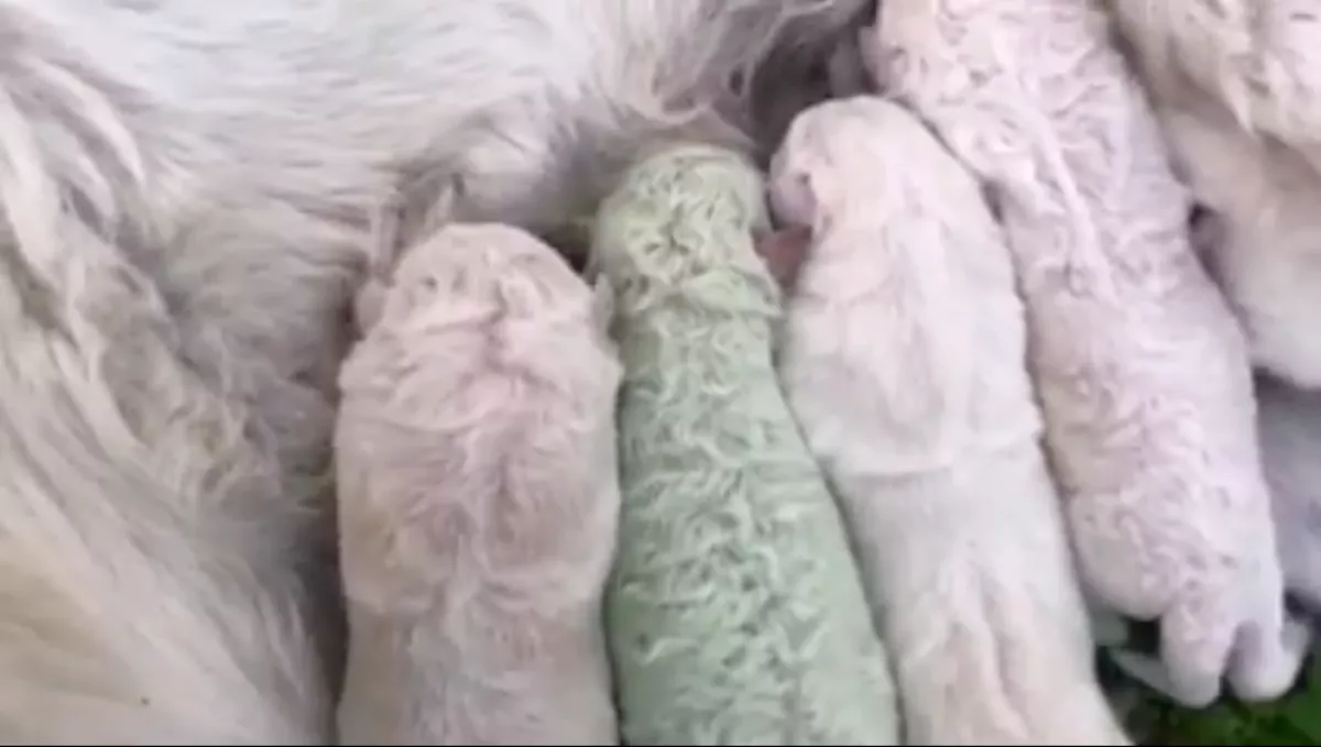 Szenzáció: zöld kutya született Olaszországban! - Videó