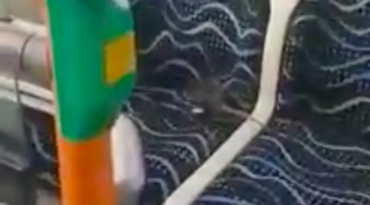 HIDEGRÁZÁS: patkány mászott egy utas nyakába a 108-as buszon!