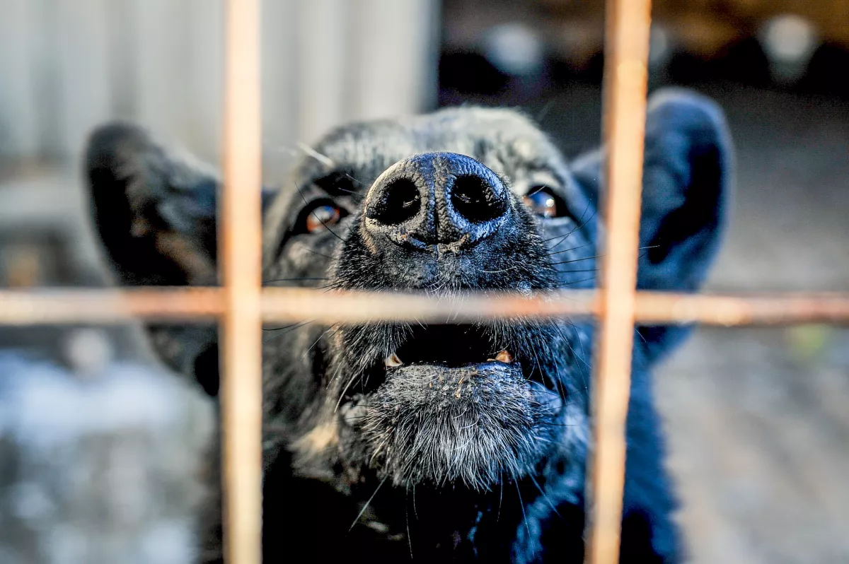 SÚLYOS SÉRÜLÉSEK: Saját kutyája támadt rá egy budapesti férfira 