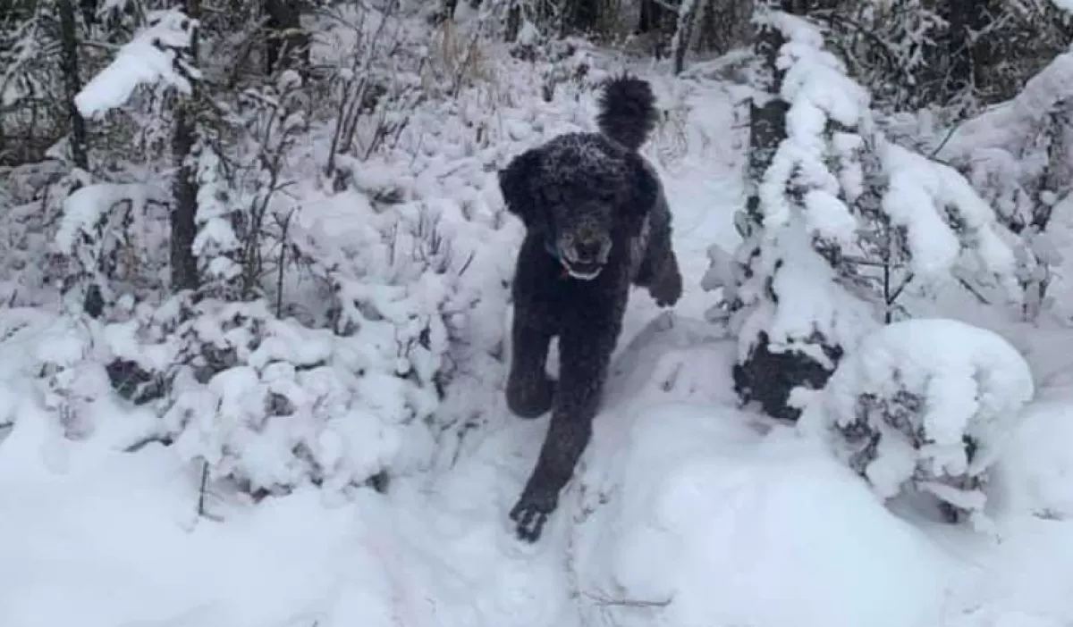 EZEN VITÁZIK A VILÁG: Kutya, vagy férfi? 