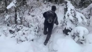 EZEN VITÁZIK A VILÁG: Kutya, vagy férfi? 