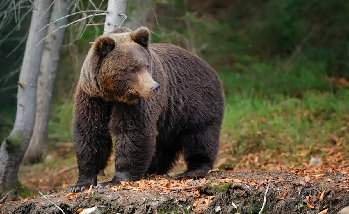 VIDEÓN A BIZONYÍTÉK! Medve jár-kel Magyarországon