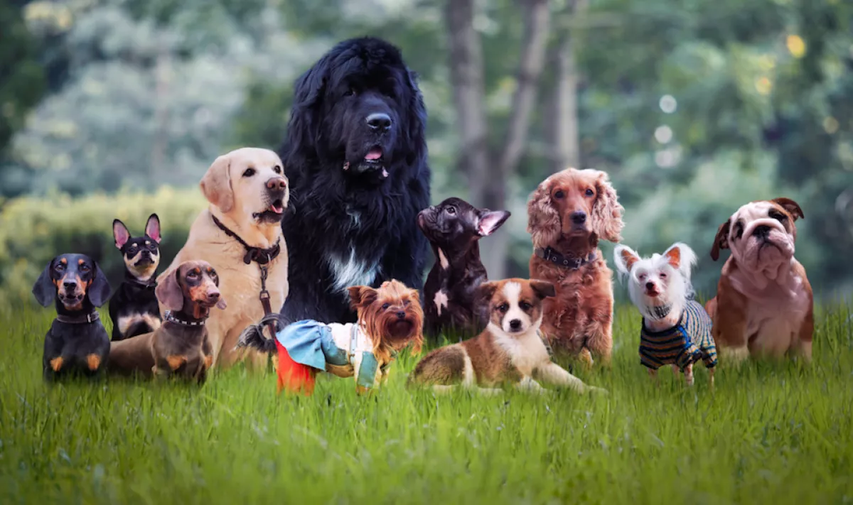 HIÁNYPÓTLÓ: íme a szinglik 3 kedvenc kutyafajtája!