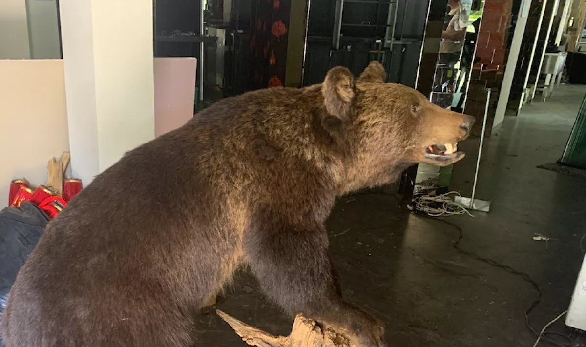 FOTÓK: egy barna medvével élt III. kerületi lakásában egy férfi