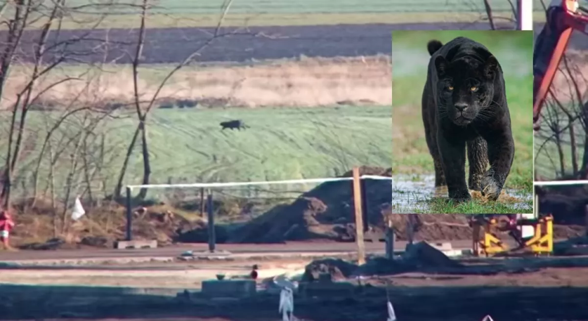 VIDEÓ! Tényleg fekete párduc kóborol az Alföldön - közleményt adott ki a rendőrség