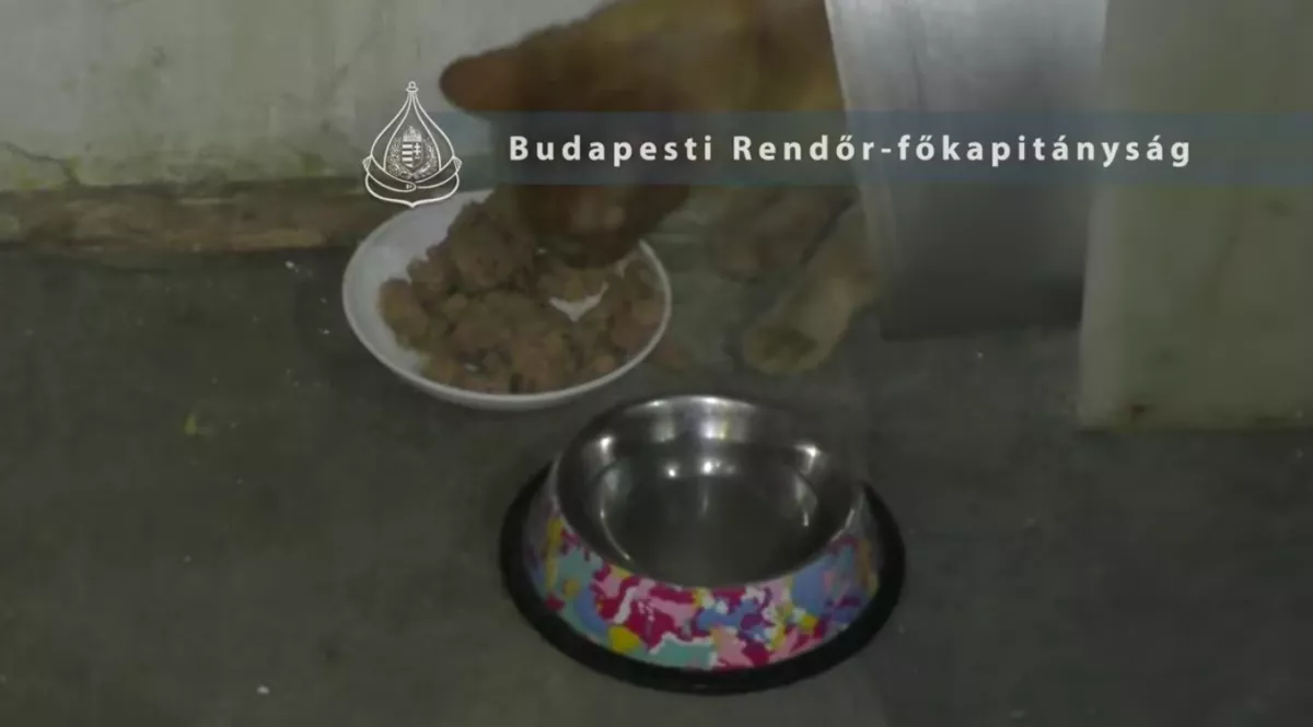 Öt macskája halt éhen a budapesti nőnek - a rendőrség megrázó videót tett közzé!