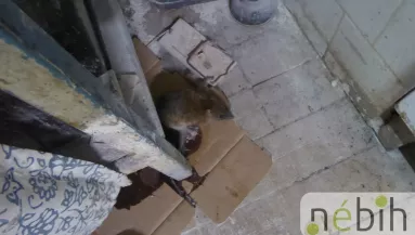 GYOMORFORGATÓ KÉPEK! Patkány rohangált a budapesti cukrászüzemben! És ez nem minden