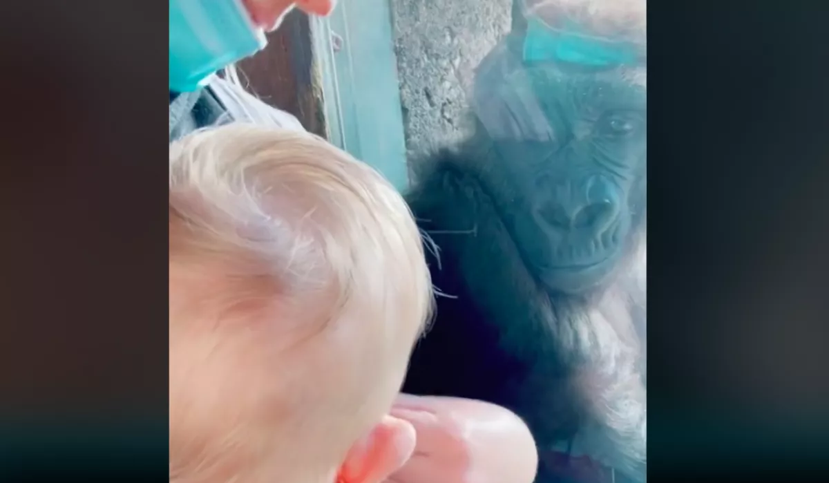 Újszülött gyermekével ment vissza a gorillákhoz a gondozójuk, a reakciójuk futótűzként terjed a Tik-Tok-on