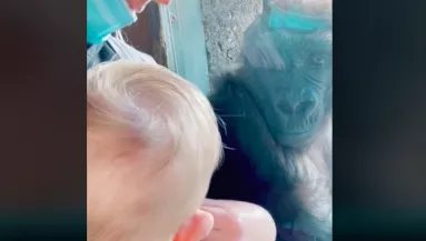 Újszülött gyermekével ment vissza a gorillákhoz a gondozójuk, a reakciójuk futótűzként terjed a Tik-Tok-on