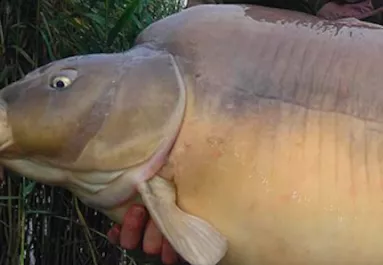 Tragédiától tartanak - A Nébih is keresi már a magyar sztárpontyot - Fotók