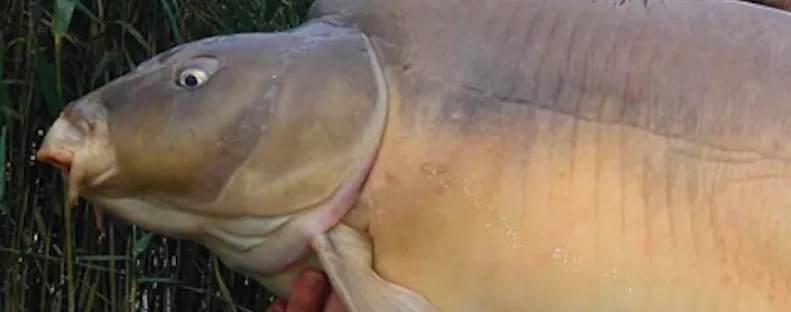 Tragédiától tartanak - A Nébih is keresi már a magyar sztárpontyot - Fotók