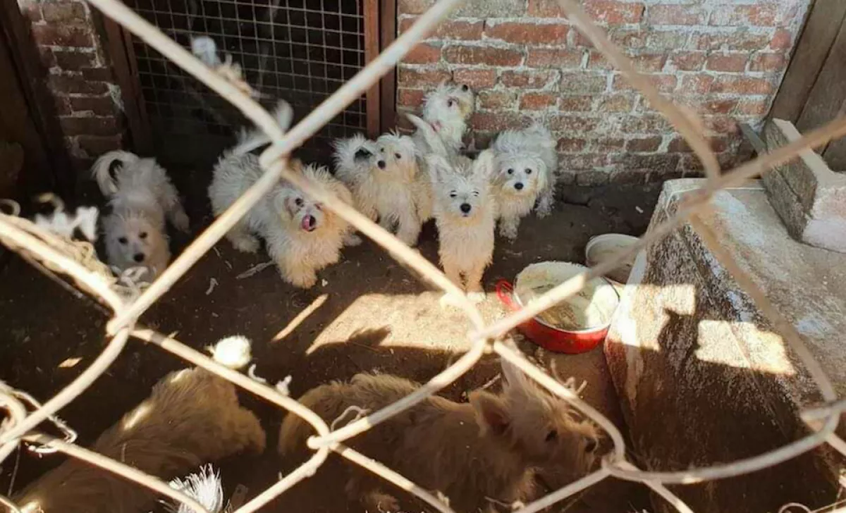 Megrázó képek: 70 kutya hangszálát vágta ki a karcagi kutyaszaporító - Videó