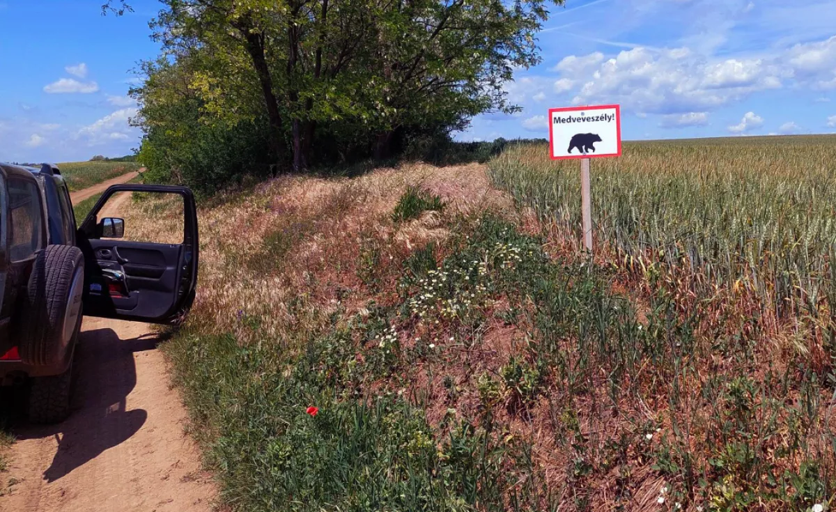 Lefotózták: egyre közelebb a fővároshoz a medve - Itt vannak a képek