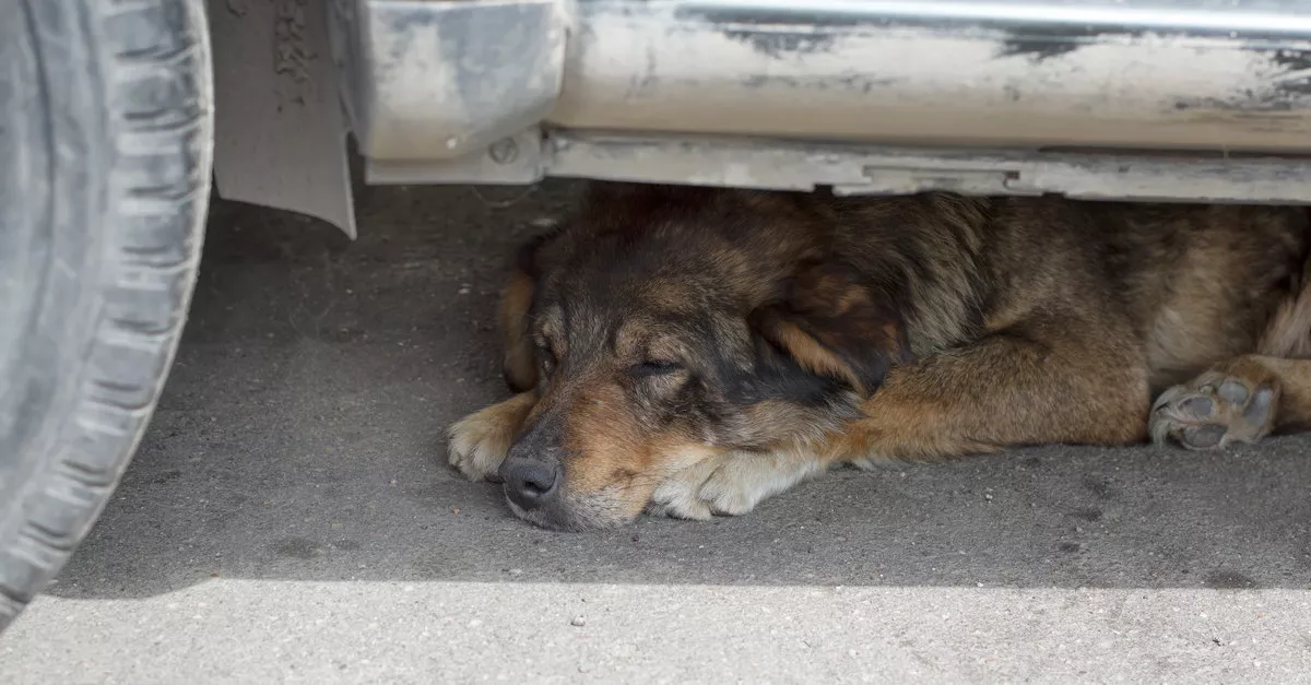 Négy kutyáját hagyta bezárva az autóba ez a 25 éves lány - mind elpusztult