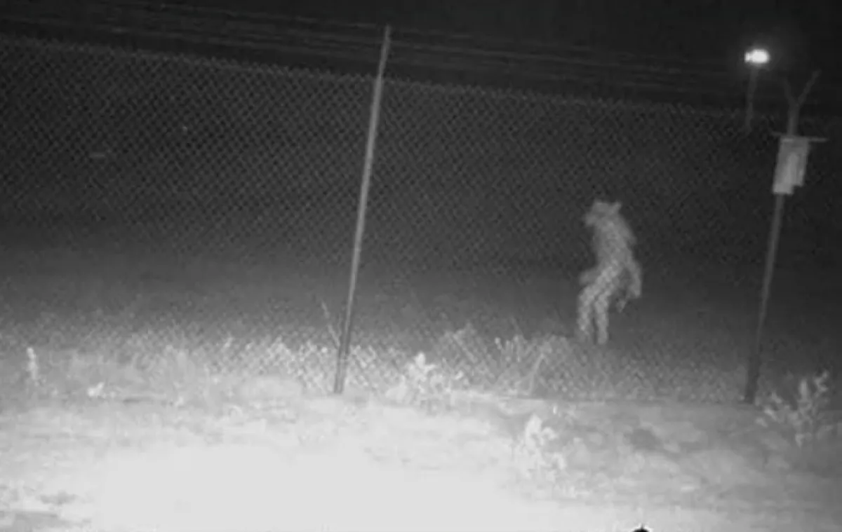 Rókaember? - Rejtélyes lényt rögzített a vadkamera - Fotó