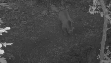 Friss képek! Egy újabb, jóval termetesebb medve tűnt fel Aszódnál