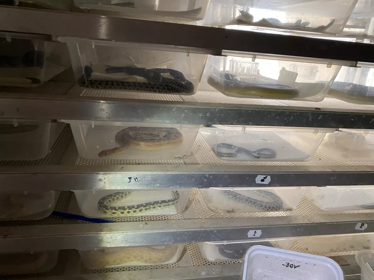 Hegyekben álltak a hüllők és kétéltűek a kecskeméti férfi otthonában - Vádat emelhetnek ellene - Fotók