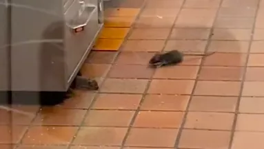 Rita sokkoló videója: egerek lepték el a gyorsétterem konyháját