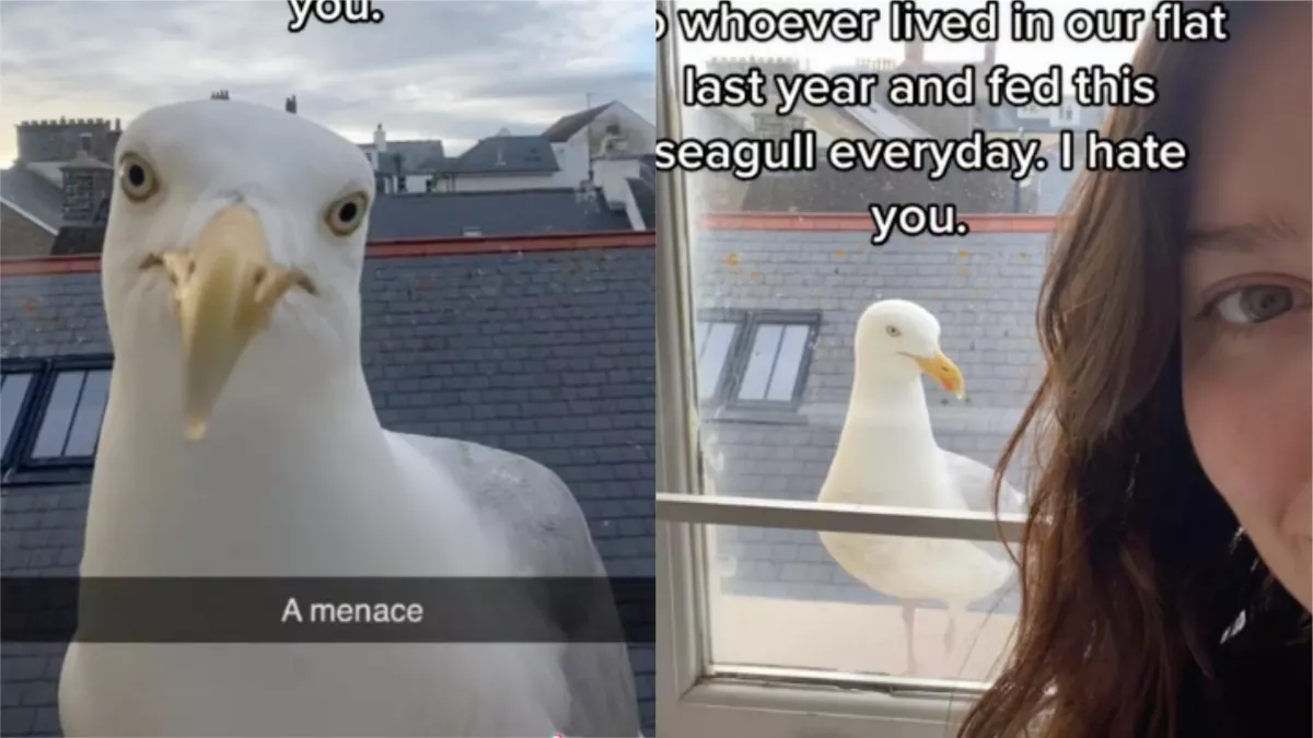 Az otthonában zaklatja a diáklányt ez a sirály - A zuhanyzását is kilesi - Videók