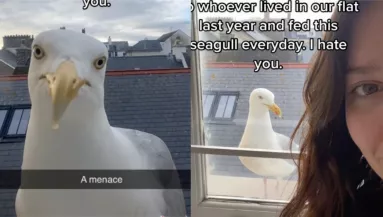 Az otthonában zaklatja a diáklányt ez a sirály - A zuhanyzását is kilesi - Videók