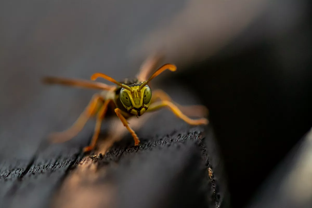 Darazsak öltek meg egy vadászt Rábaszentmártonnál