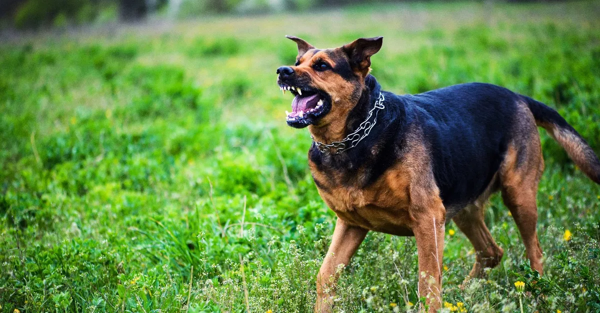 Napok óta eszméletlenül feküdt otthon a kiskőrösi bácsi, a rendőröket két nagytestű kutya fogadta