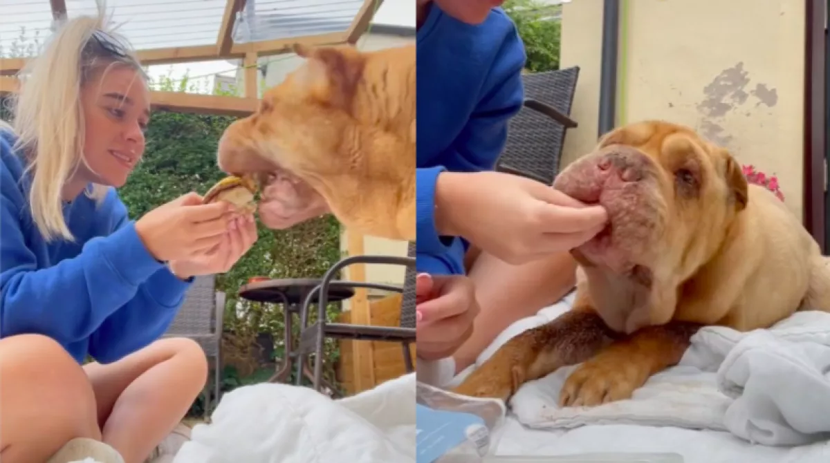 Milliók könnyezik meg: ezért eteti mekis hamburgerrel a kutyáját ez az influenszer - Videó