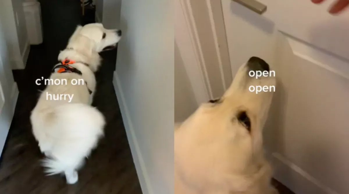 Izgatottan kérte a kutya a nőt, hogy kövesse - ami az ajtó mögött fogadta őket, elolvasztja a netet - Videó