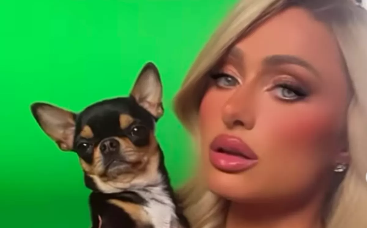 Tragikus hír érkezett Paris Hilton csivavájáról - Bő két hete tűnt el - Fotók