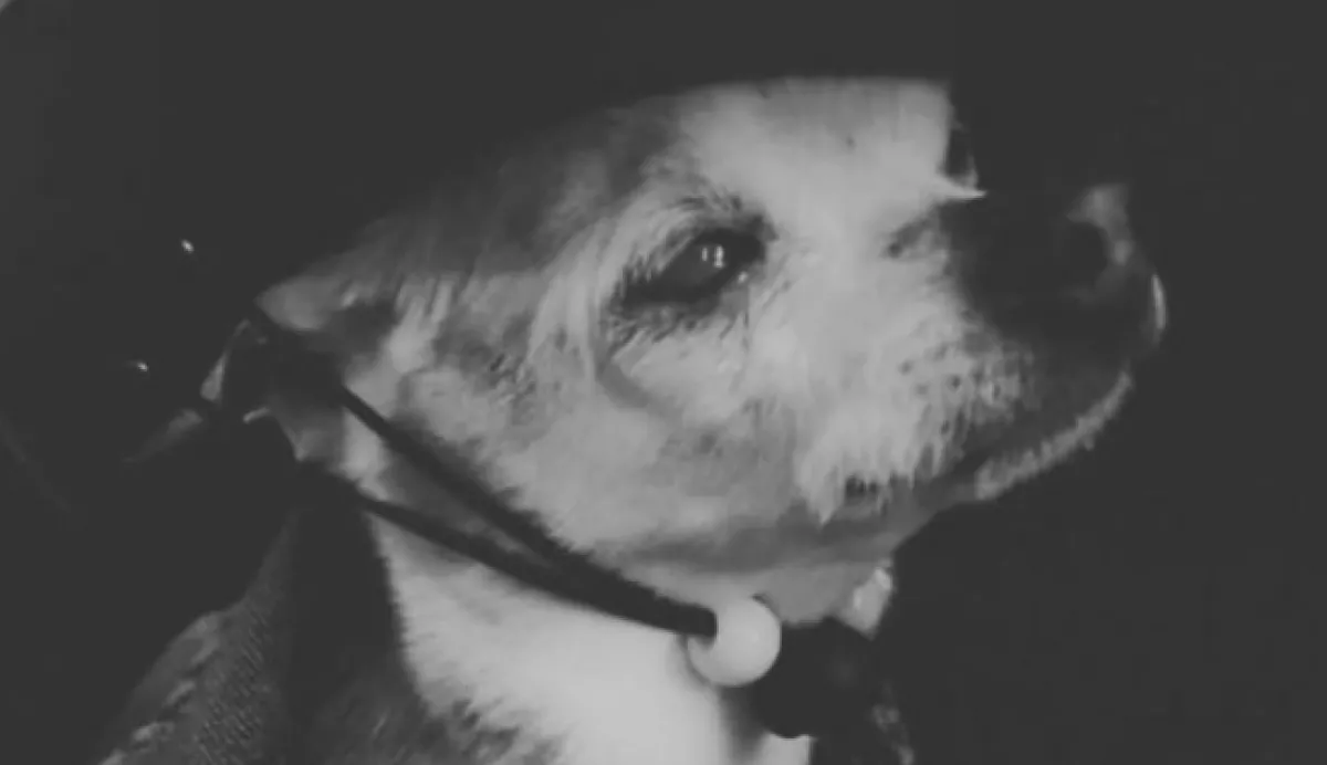 Alig két kiló volt - elhunyt a világ legidősebb kutyája