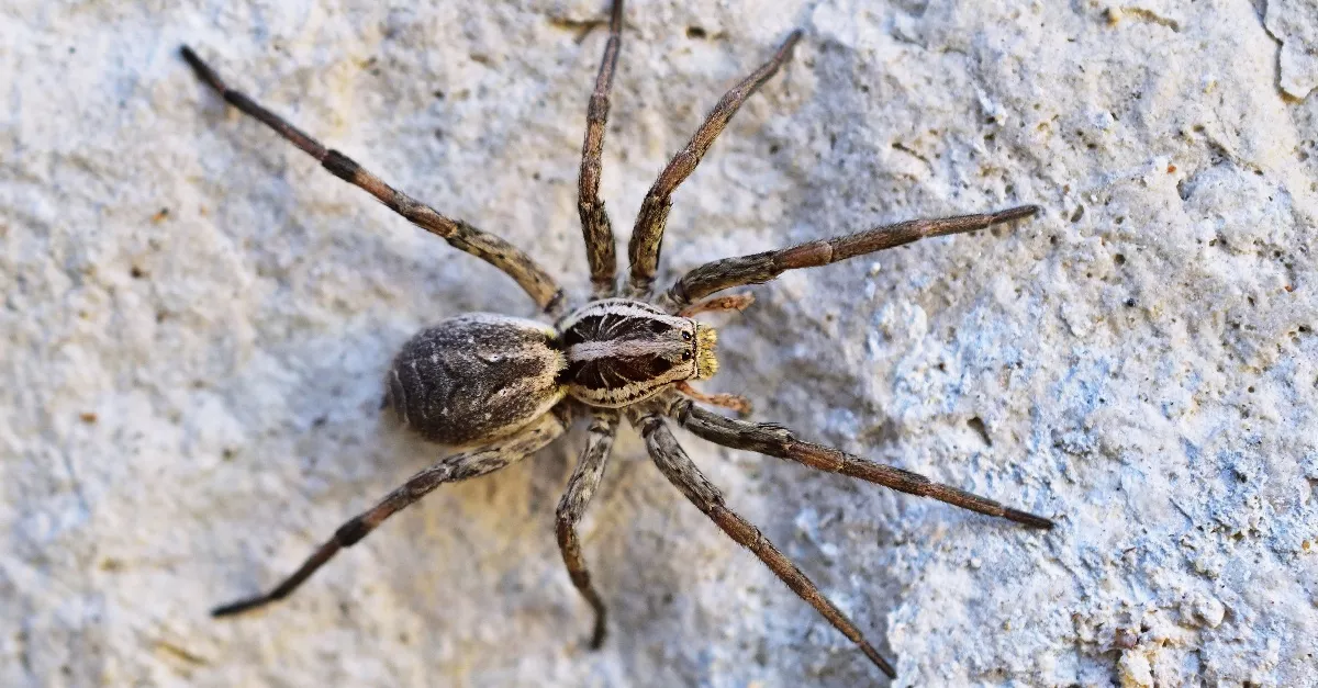 Közleményt adtak ki: mérges pókok leptek el egy nógrádi falut