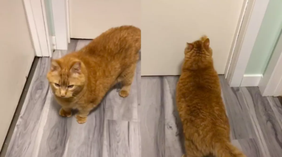 Megkérte a nő a cicáját, keltse fel a gyerekét, ami ezután történt, már közel 17 millióan látták - Videó