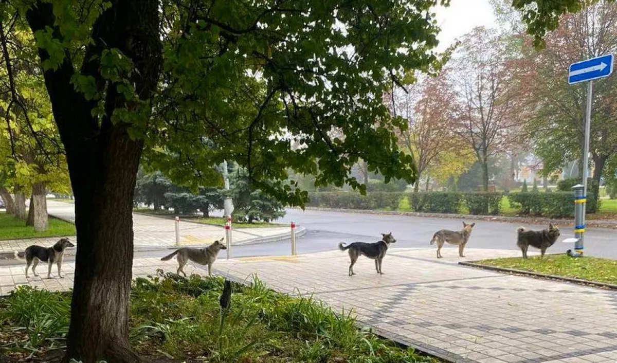 Sorban állnak a kutyák Ukrajnában, az ok mindenkit elszomorít