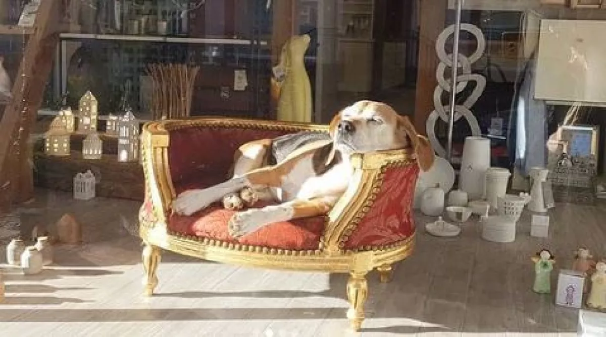 Egész nap a kirakatban ül egy kutya, megható, hogy miért