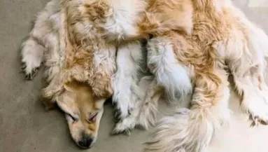 "Végre hazamehet" - Szőnyeget csináltatott a halott kutyájából egy család - Sokkoló videó