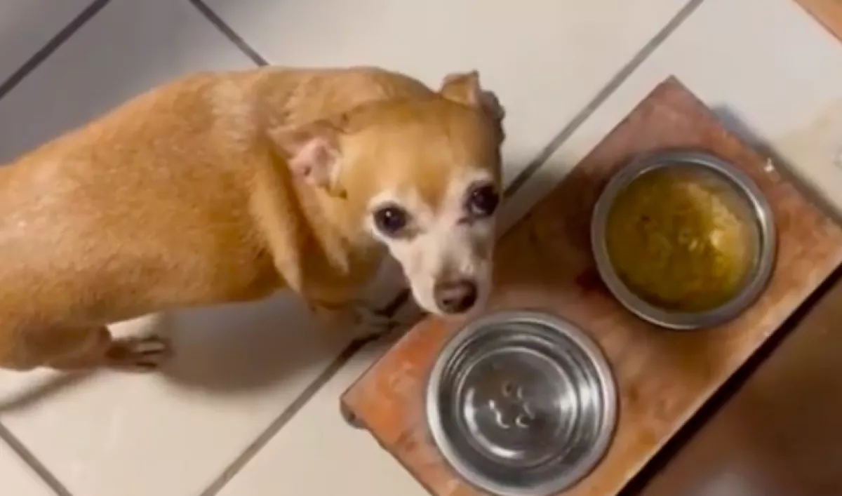 Nem ízlik az étel a kis csivavának, amit a gazdi ezután tesz, azon pusztul a világ - Videó