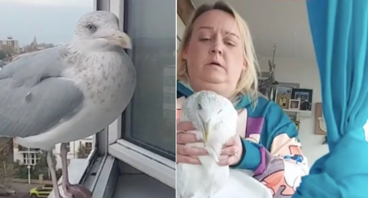 Azt hitte ez a nő, egy sirály a legjobb barátja, aztán jött a durva felismerés - Videó