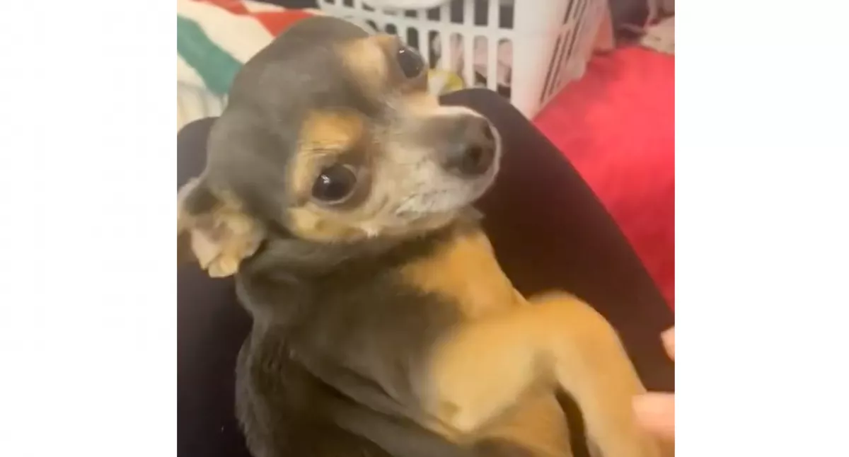 Rendre kínzó fájdalmakat színlel ez a csivava, nem hiszed, miért - A net sztárja lett - Videó