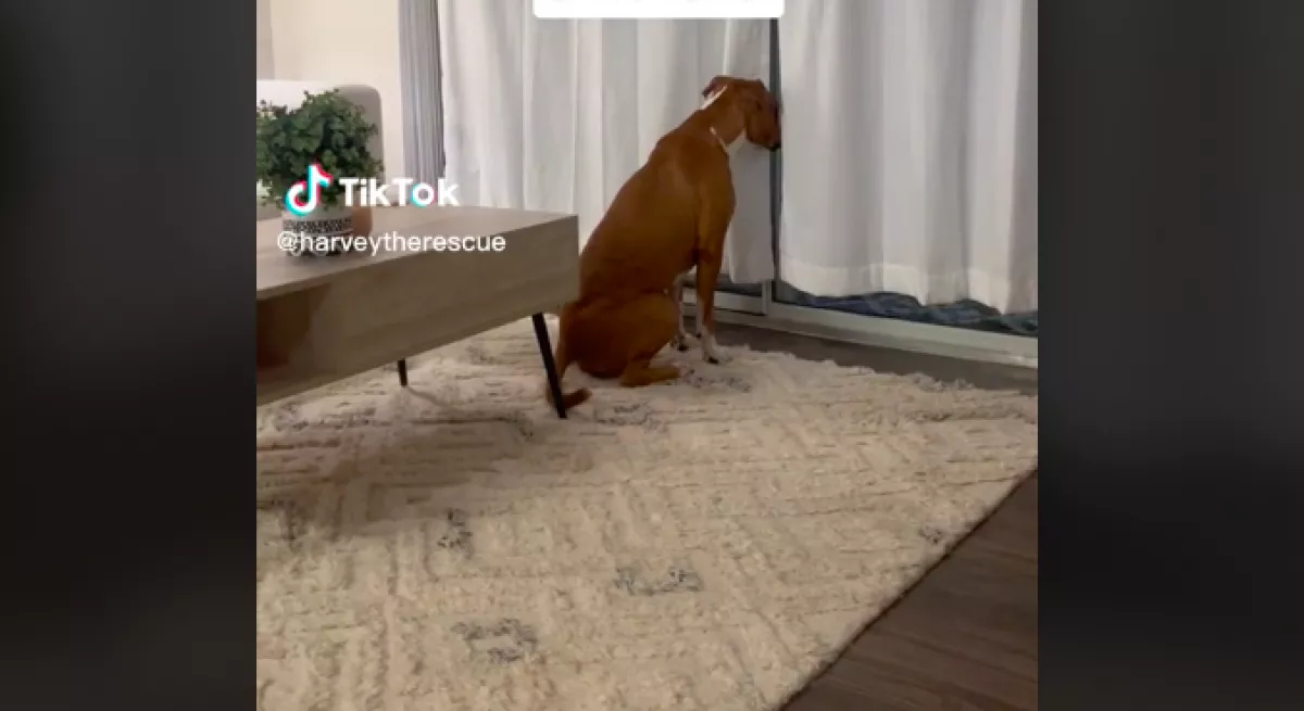 Minden nap ugyanabban az időben az ablak elé ül az örökbefogadott kutya, hogy miért, azt sokan megkönnyezik - Videó