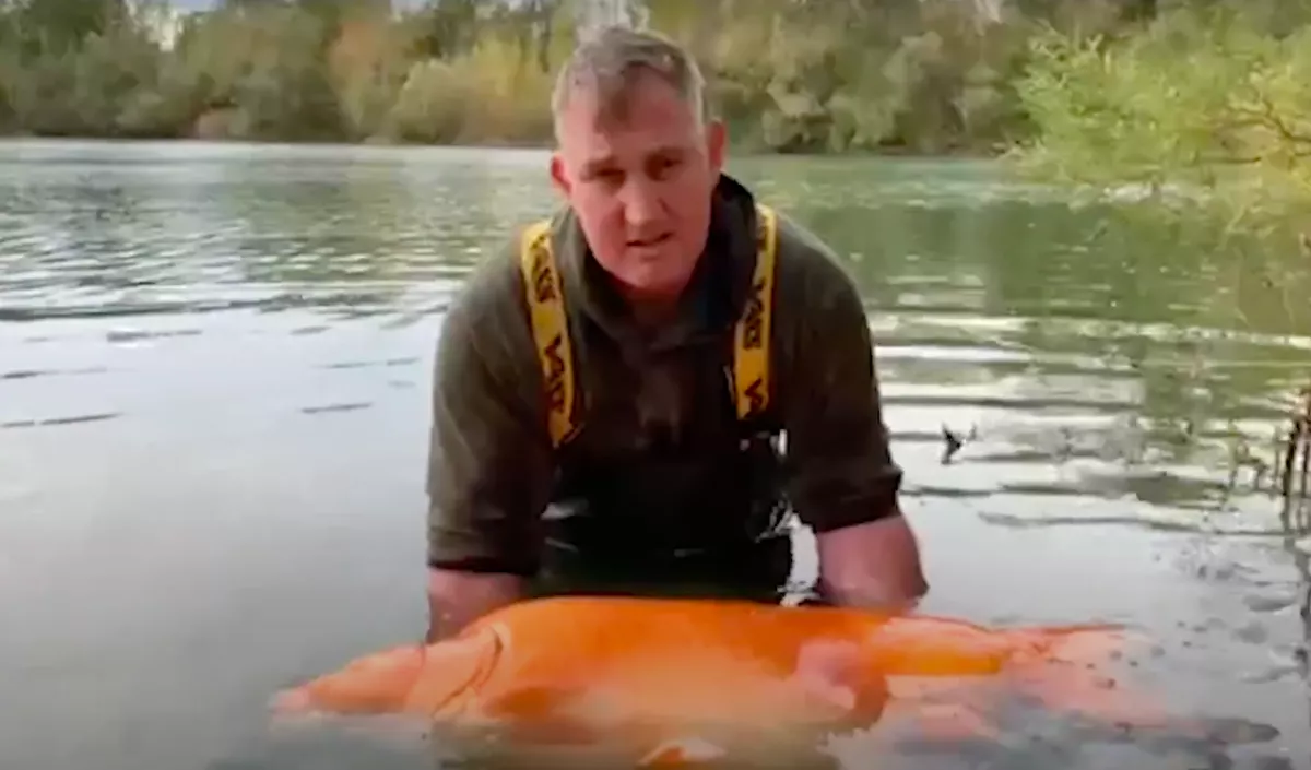 A világ legnagyobb aranyhalát fogta ki egy 42 éves férfi - Videó