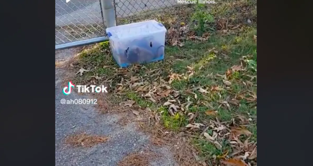 Egy dobozt talált Amanda a menhely előtt, amikor kinyitotta, megszakadt a szíve - Videó