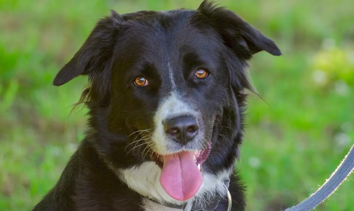 Egy hibát követett el ez a barátságos kutya, az egész életére hatással lett