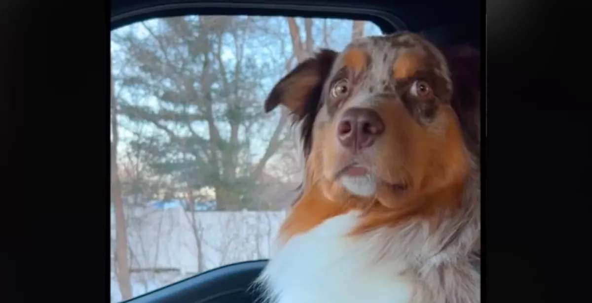 Milliók nevetnek a kutyán, akit az ivartalanításáról hoz el a gazdája - Videó