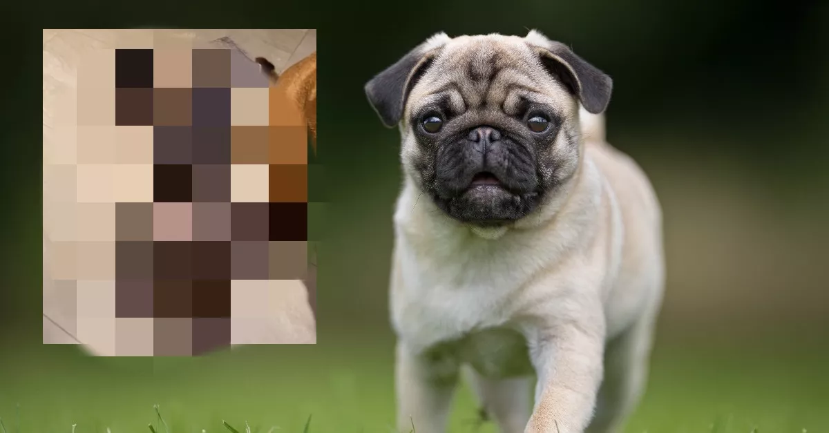 Láttál már szőrtelen mopszot? Ezt a látványt tuti nem felejted el!