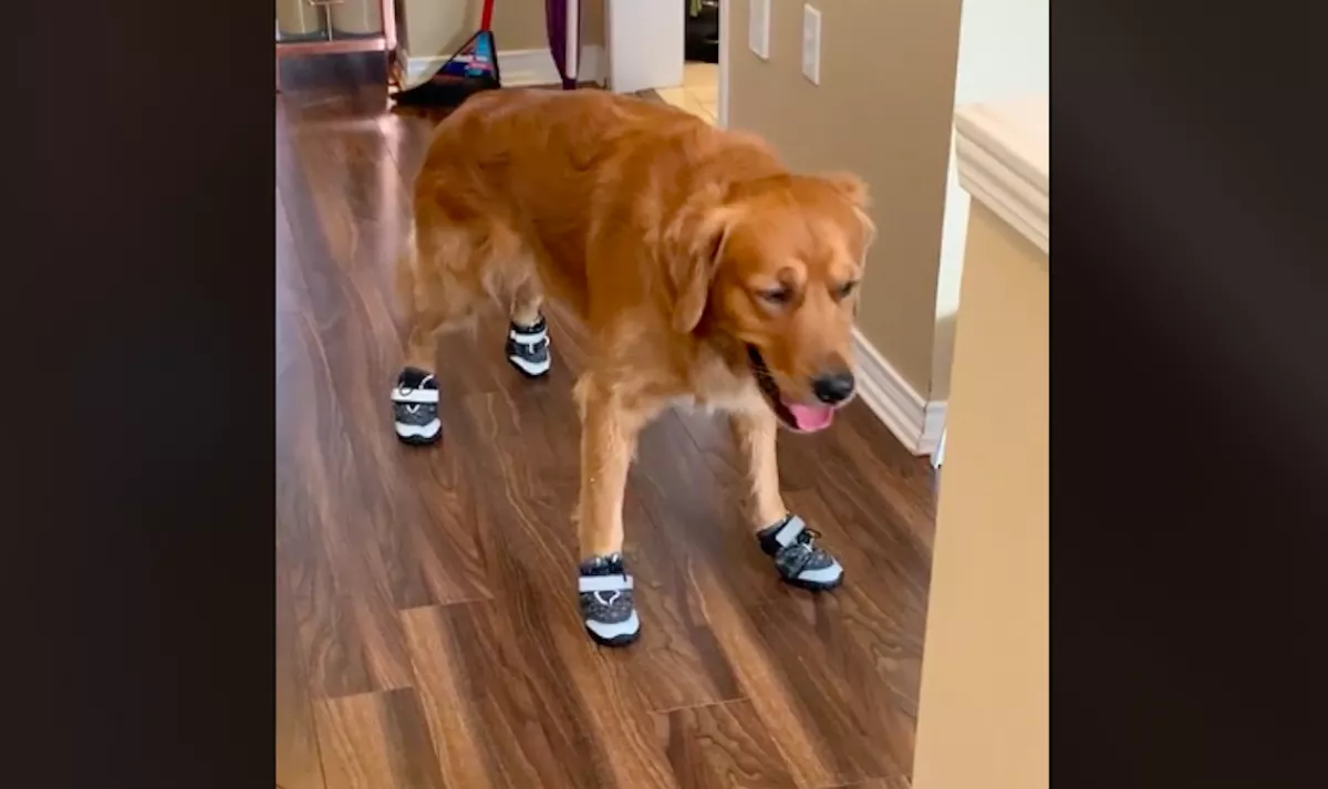 A nő cipőt adott rá, a kutya reakcióján az egész világ pusztul - Videó